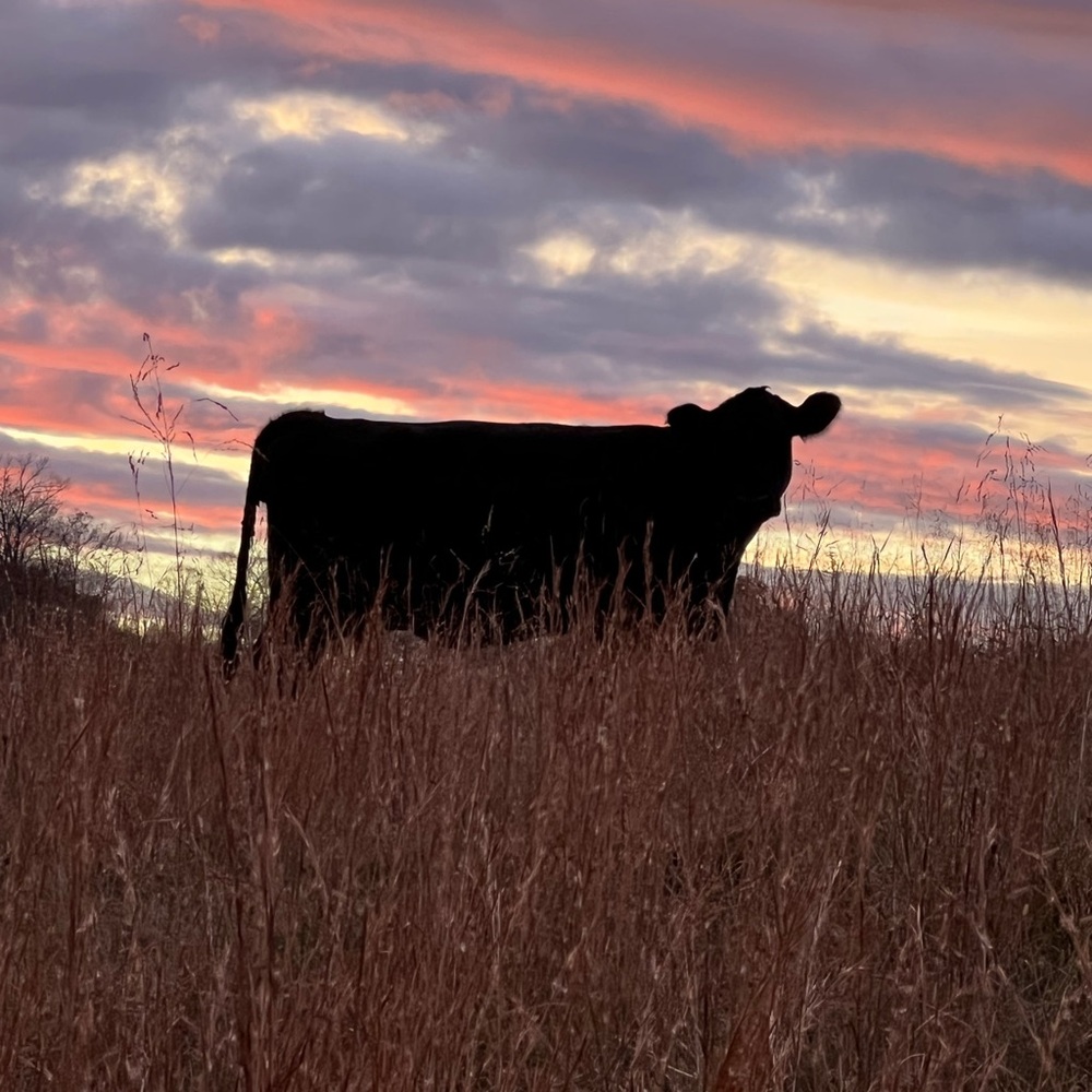 Meet your Posher, Madonna